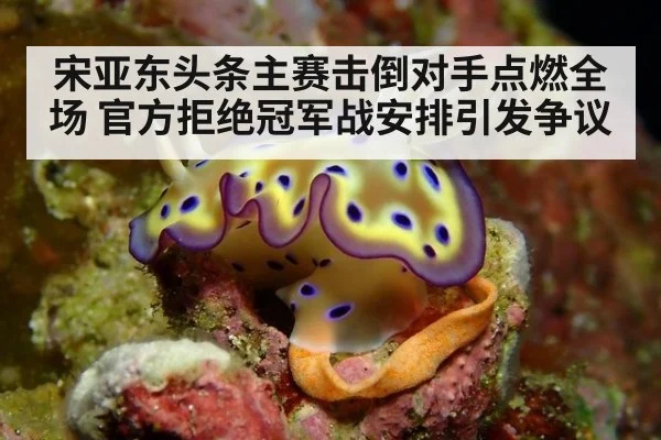 宋亚东头条主赛击倒对手点燃全场 官方拒绝冠军战安排引发争议